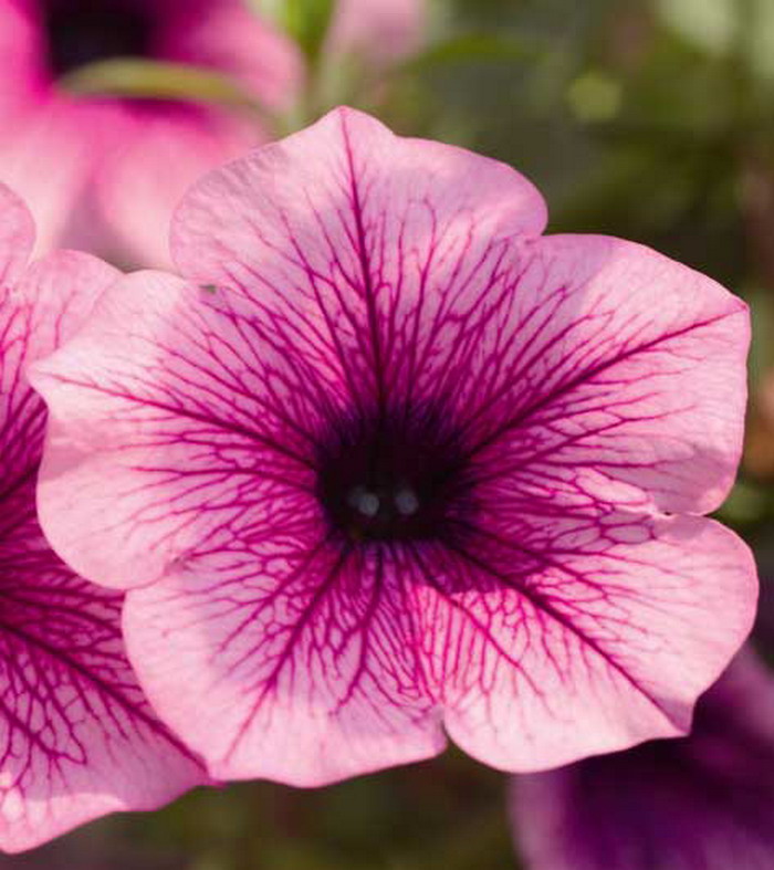 Сурфиния Пинк Вейн